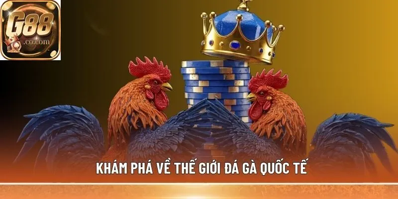 Khám phá về thế giới đá gà quốc tế