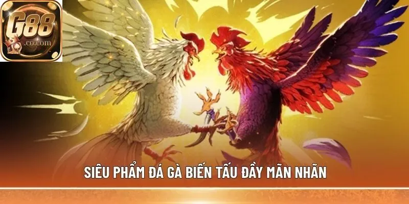 Siêu phẩm đá gà biến tấu đầy mãn nhãn
